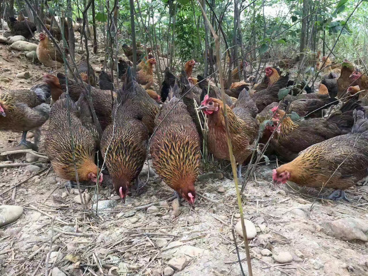 瑶鸡苗,黑瑶鸡苗,青脚土鸡苗