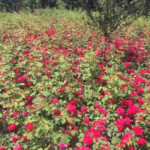 青州市红花蔷薇   蔷薇种植基地  蔷薇农户直销