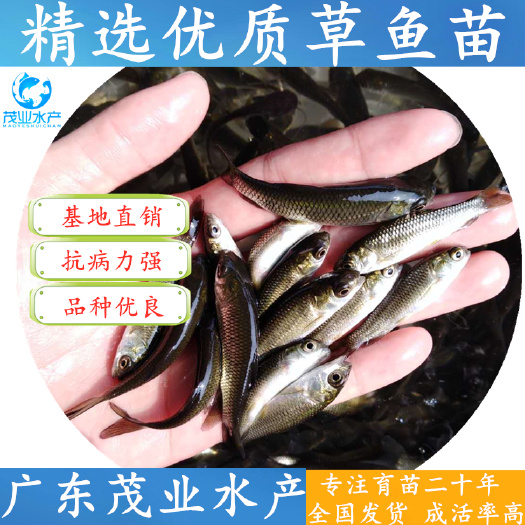 高州市 优质草鱼苗 鲩鱼苗 全国发货