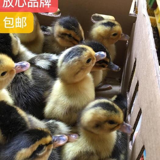 南宁大种杂交鸭苗 大种杂交鸭