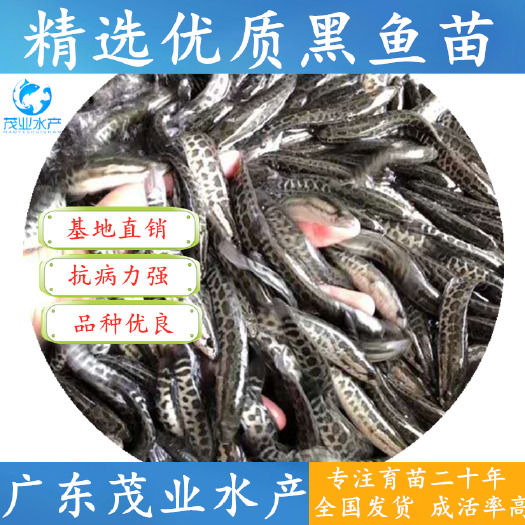 广州 杂交黑鱼苗冬苗8-10cm