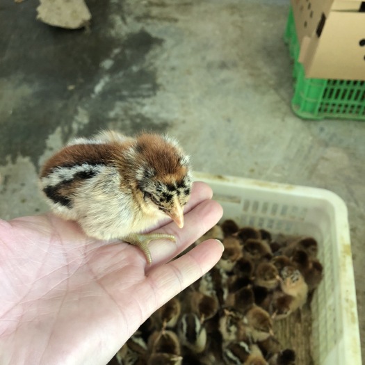 广州 麻鸡苗，快大鸡苗，包打疫苗。