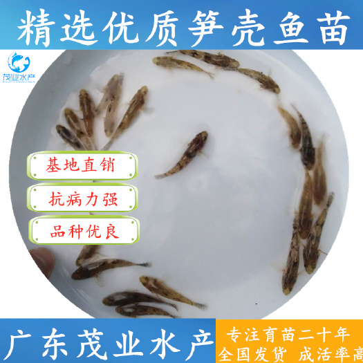 高州市 笋壳鱼苗！沙塘鳢