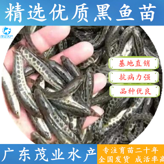 广州 杂交生鱼苗【黑鱼苗】～全国发货