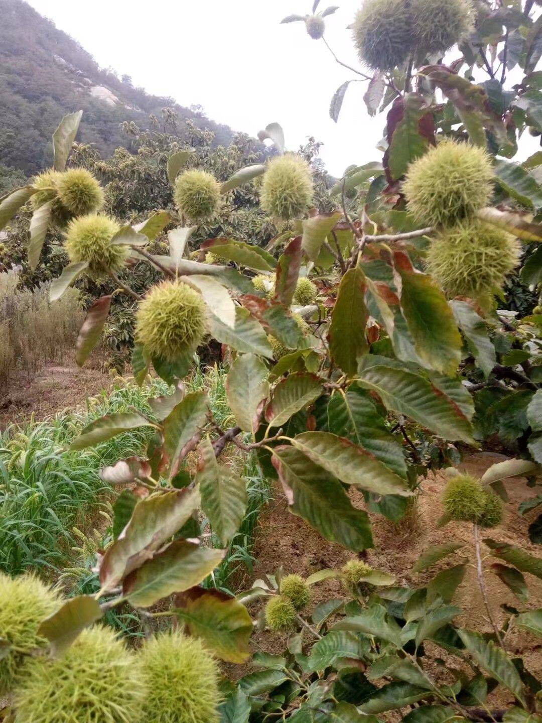 板栗樹苗大紅袍板栗苗 基地直銷優質一級苗 包郵包成活