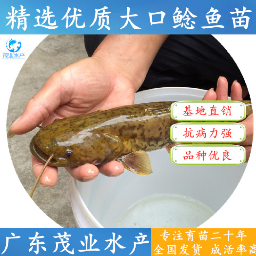 高州市 南方大口鲶鱼苗&黄鲶鱼苗&专业鲶鱼苗品质