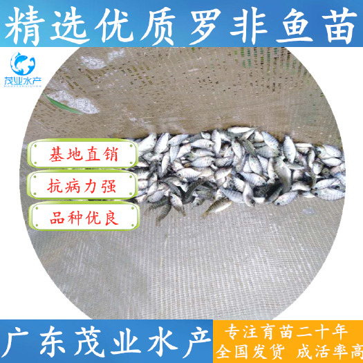 高州市 罗非鱼苗良种苗 罗非水花 养殖技术指导