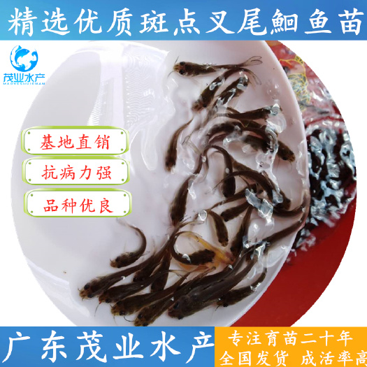 广州 优质斑点叉尾鮰鱼苗&叉尾鱼苗&专业品质
