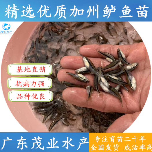 高州市 加州鲈鱼苗&加州鲈水花专业品质