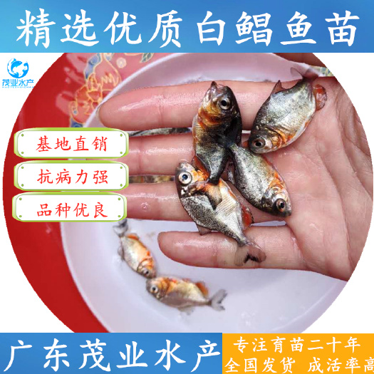 高州市 白鲳鱼苗 淡水鲳鱼苗全国发货