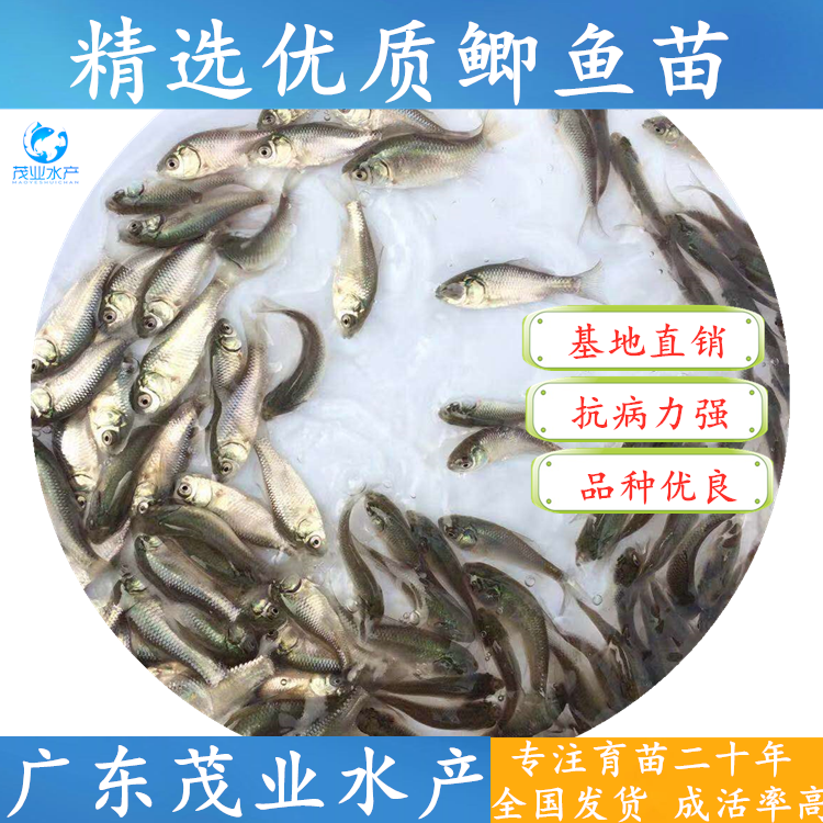 高州市 白鲫鱼苗&中科5号鲫鱼苗&丰产鲫鱼苗专业品质