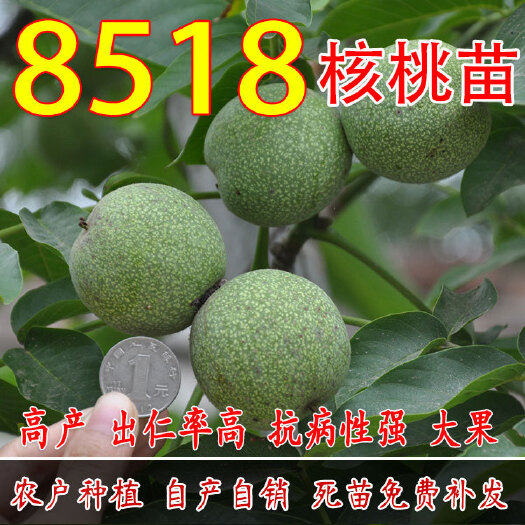 平邑县 8518核桃苗 基地直销 包成活率 包品种 假一赔十