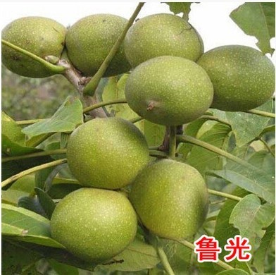 平邑县 鲁光核桃苗 南北方种植 基地供苗 保证品种 量大从优
