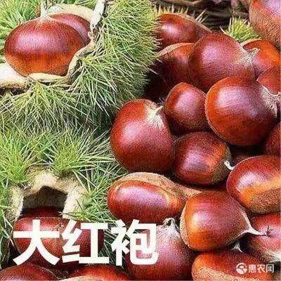 平邑县 板栗树苗大红袍板栗苗 基地直销优质一级苗 包邮包成活