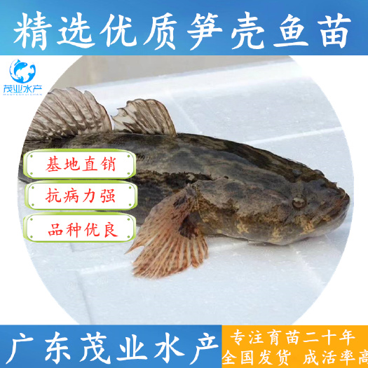 高州市 笋壳鱼苗ps
