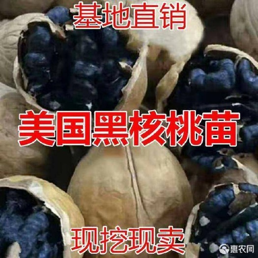 平邑县 美国黑核桃苗 基地直销 假一赔十 签合同保证品种