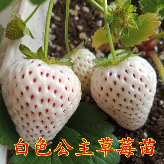 平邑县 白雪草莓苗种植 食用大棚 南方北方种植 当年结果