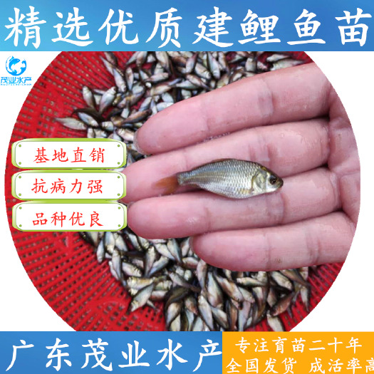 高州市 建鲤鱼苗&丰鲤鱼苗&专业品质