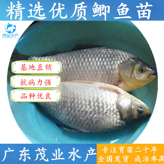 高州市鲫鱼苗&品种优良&东北鲫鱼苗