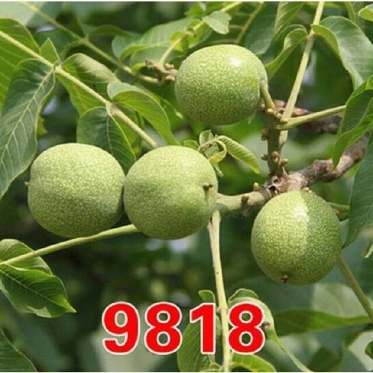 平邑县 果树苗嫁接9818核桃苗核桃树苗山核桃苗核桃结果苗包邮