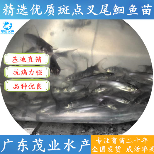 广州 叉尾鮰鱼苗批发&斑点鱼苗&鮰鱼苗