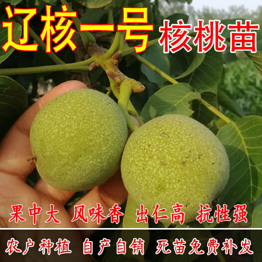 平邑县 辽核一号树苗嫁接苗核桃苗核桃果当年结果南方北方种植