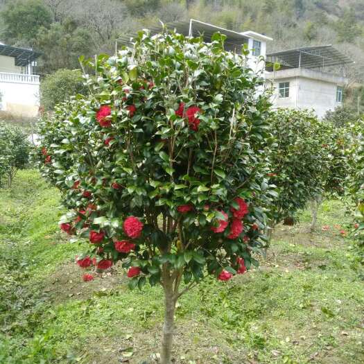 汝城县 地径2-5公分茶花树山茶花湖南汝城农民自种地价格低