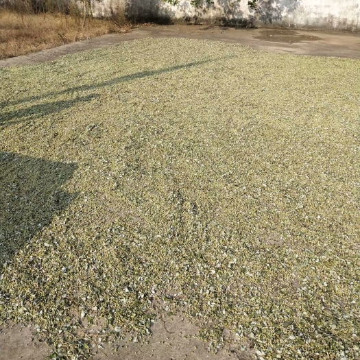 樟树市蔓荆子苗 大量单叶蔓荆子，干货，无杂质