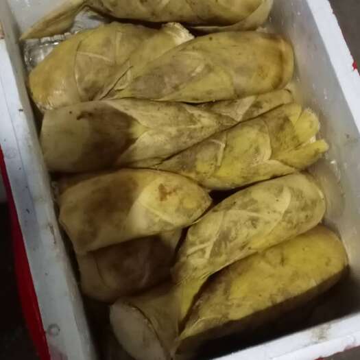 永新县 江西吉安春笋大量供应（价格有波动需待议）