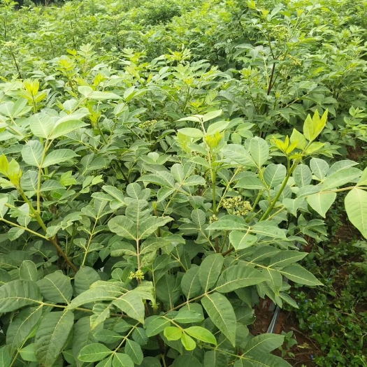樟树市吴茱萸苗 江西正宗中花吴茱萸扦插苗