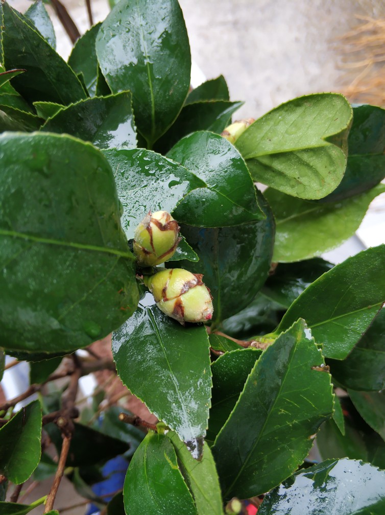 茶花花苞边缘黑了咋回事谢谢