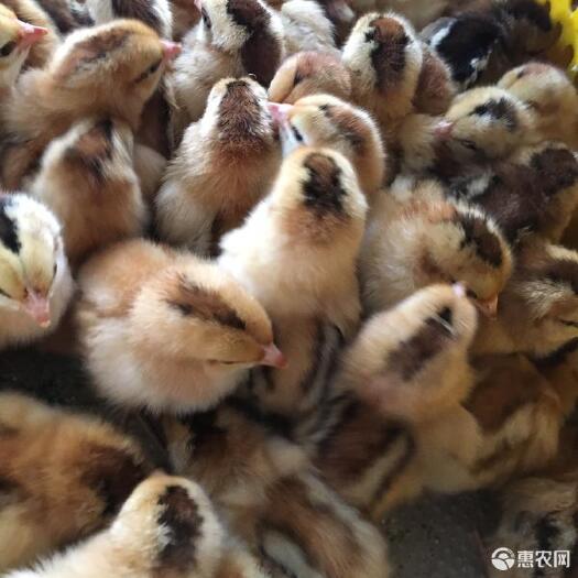 南宁土鸡苗 禽苗我们是专业的。