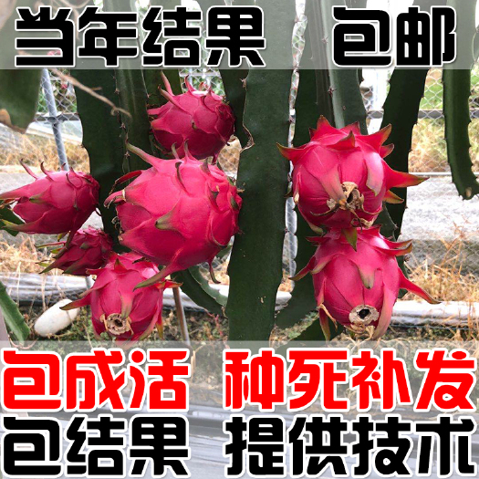 建德市 红心火龙果苗 火龙果树 红肉自粉火龙果苗 当年结果 包邮