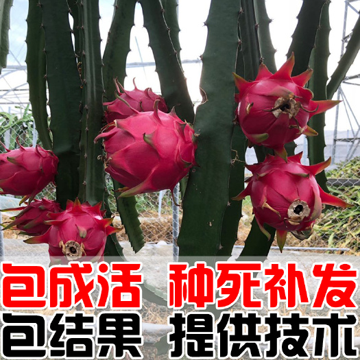 建德市 红心火龙果苗  红肉自粉火龙果苗 火龙果树基地直发 包邮