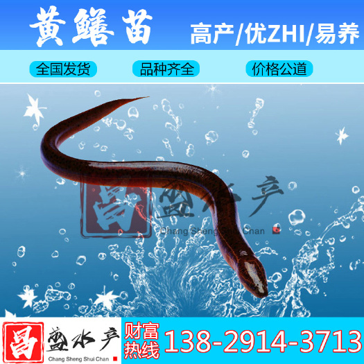 广州 【大量现货 】淡水黄鳝苗、花鳝苗、大黄斑黄鳝苗 鳝鱼全国发货