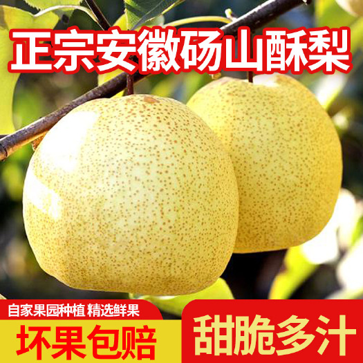 砀山县【产地直发】梨子新鲜水果正宗安徽10斤带箱