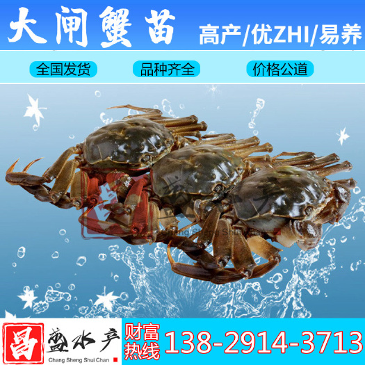 广州 【包邮包活】优质大闸蟹苗 螃蟹苗 河蟹苗 淡水养殖 量大从优