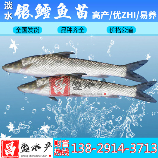 广州 【全国发货】优质淡水 银鳕鱼苗 大鳞鲃鱼苗 高产易养