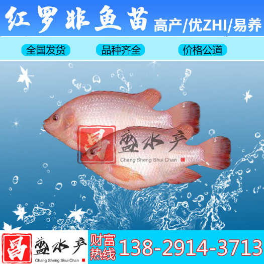广州 【全国供应】优质红罗非鱼苗 彩虹鲷鱼苗 腊鱼苗 淡水鱼苗批发