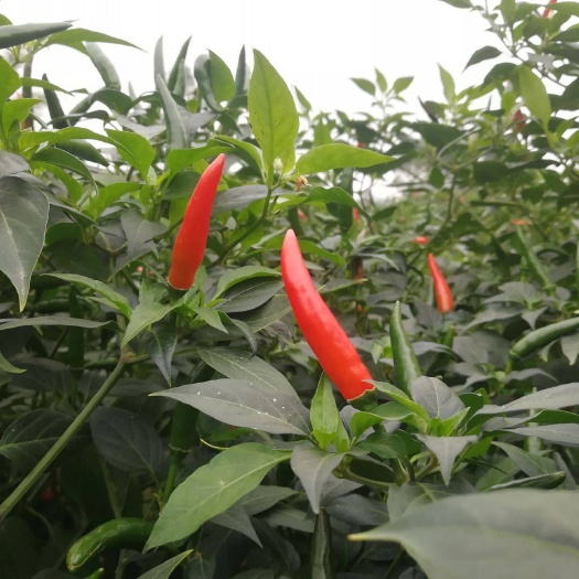 徐闻县 朝天椒 特辣 农户直供 价格优惠，大量供应