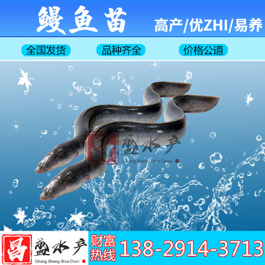  鳗鱼苗 白鳗苗 苗 欧鳗苗 美洲鳗鱼苗 鳗鱼苗