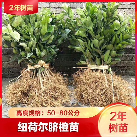 安远县赣南脐橙 纽荷尔脐橙苗2年苗10颗（包邮）