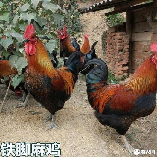 南宁 青脚麻鸡苗