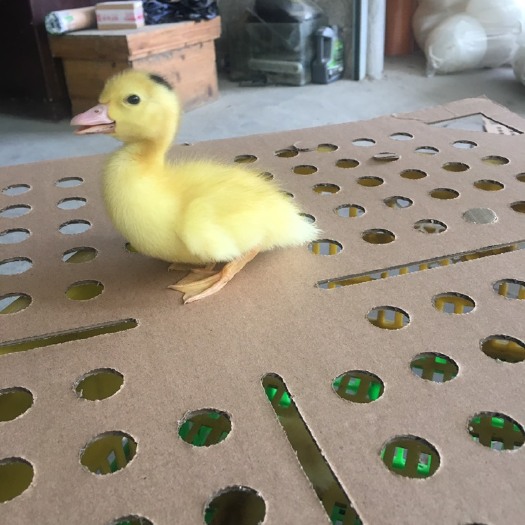 南宁 一点头鸭苗