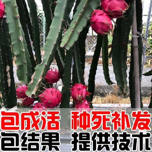 建德市 红心火龙果苗 大红火龙果苗 红肉火龙果苗 软枝大红