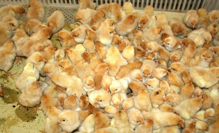钦州 各种品种鸡苗都有，24小时发货价格美丽（价格时价）