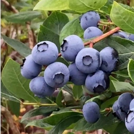 建德市 蓝莓苗瓶苗奥尼尔密斯提薄雾蓝莓杯苗夏普兰兔眼类蓝莓苗
