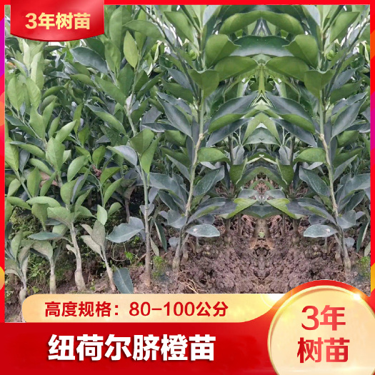 安远县赣南脐橙苗 赣南脐橙 纽荷尔脐橙苗3年苗10颗（包邮）