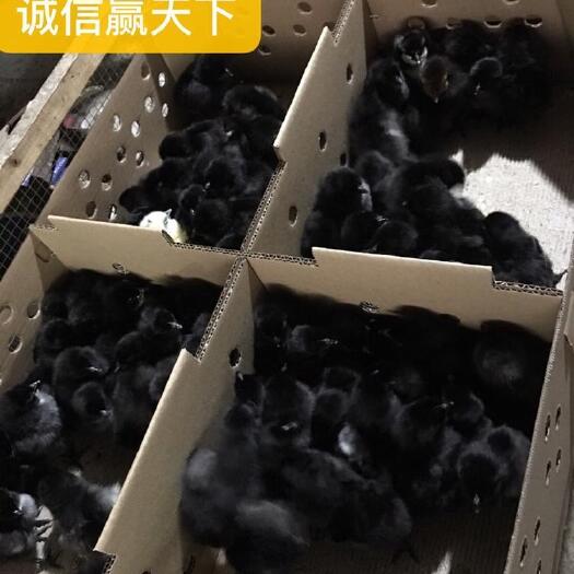 南宁绿壳鸡苗 五黑绿壳蛋