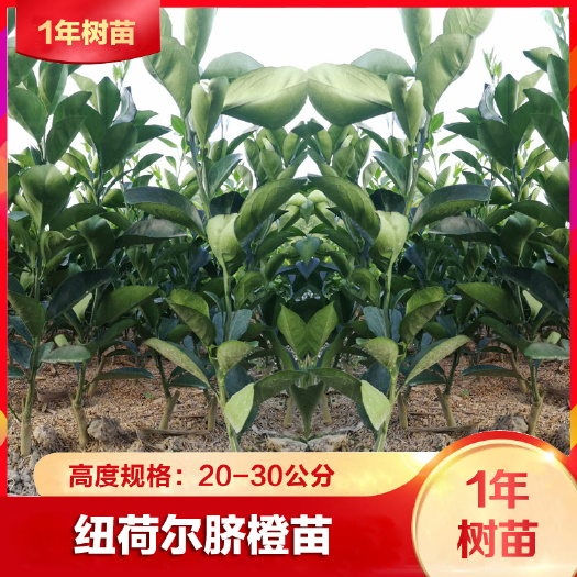 安远县赣南脐橙 纽荷尔脐橙苗1年苗10颗（包邮）